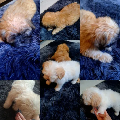 Filhotes de shih tzu macho