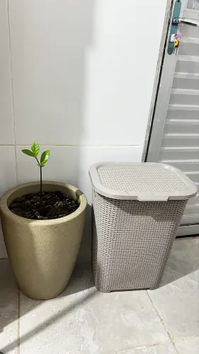 Vaso de planta mais sexto de roupa
