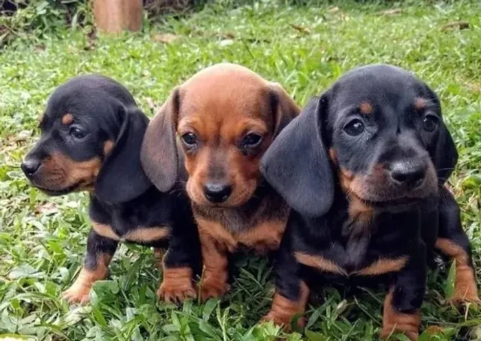 Basset Mini Filhotes Dachshund Teckel Salsichinhas. 