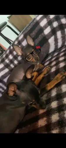 Casal de pinscher miniatura (zero)