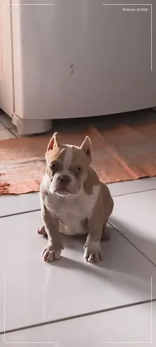 American Bully 