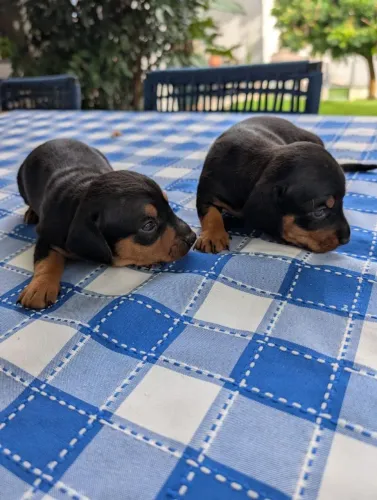 Filhotes Dachshund - salsicha ou cofap
