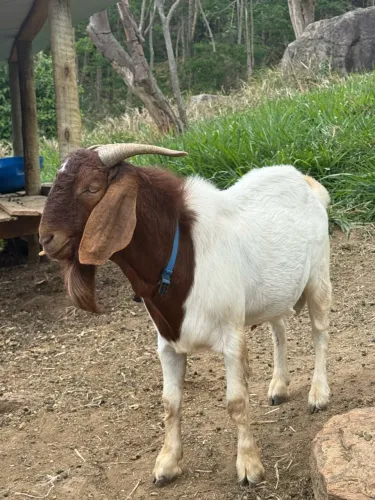 Boer Bode Cabrito
