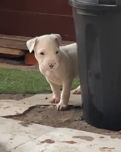Pit monster 