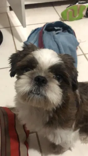 shitzu para cruzar macho