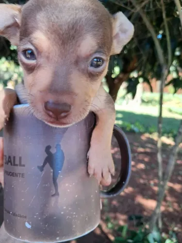 pinscher