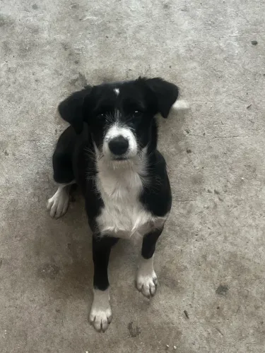 Doa-se Border collie fêmea 