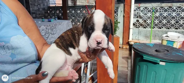 Boxer Filhotes - Vendas 