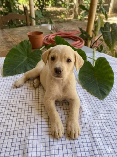 Adote a Ellie