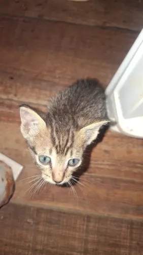 Filhote fêmea gata