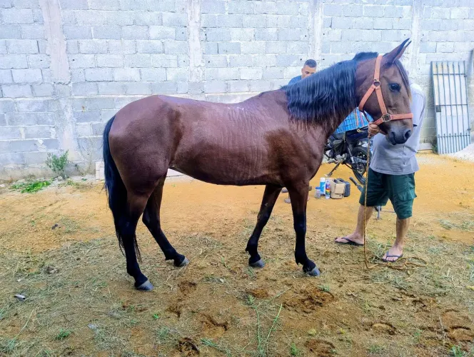 Vendo Égua