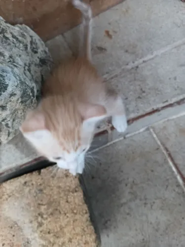 Doação de filhote de gato laranja 