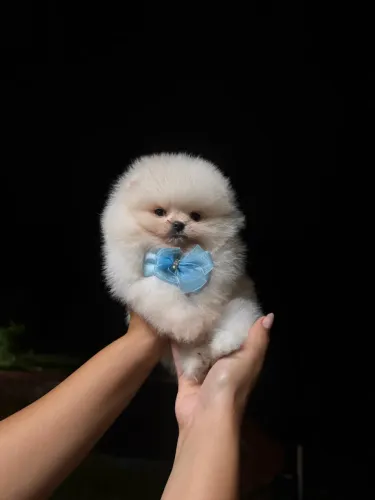 LULU DA POMERANIA URSINHO!!!