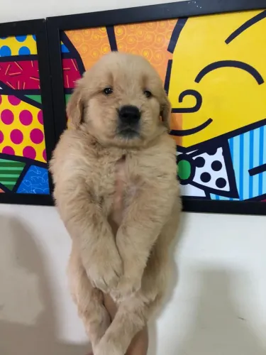 Filhote Golden Retriever raça pura disponível