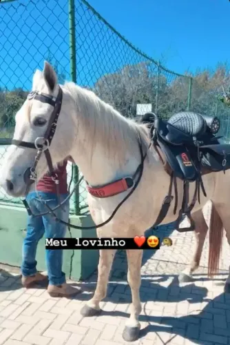 Cavalo Mangalarga