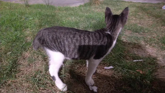 Gato para doação 3mês de vida
