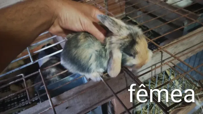 Coelho mini lop (orelhinhas caídas)