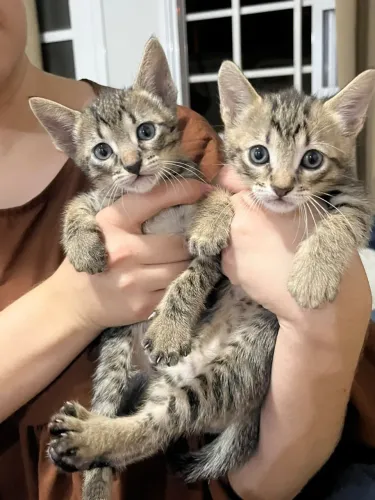 FILHOTES DE GATINHO 