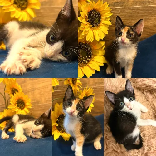 GATOS PARA ADOÇÃO 