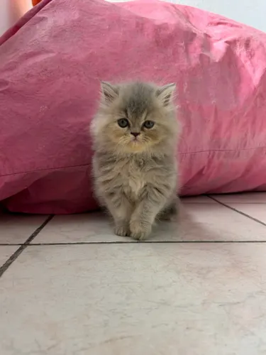 Gatos persas