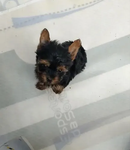 Seu novo companheirinho Yorkshire