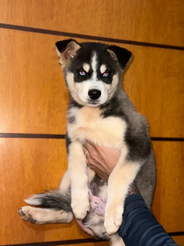 Filhote de Husky Siberiano Macho ?