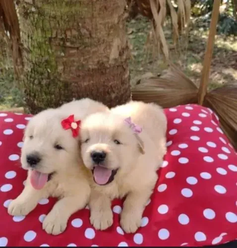 Golden Retriever Filhote Para Criar Lembranças Inesquecíveis
