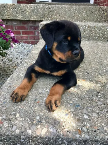 Rottweiler Filhote pronto para ser o xodó da casa