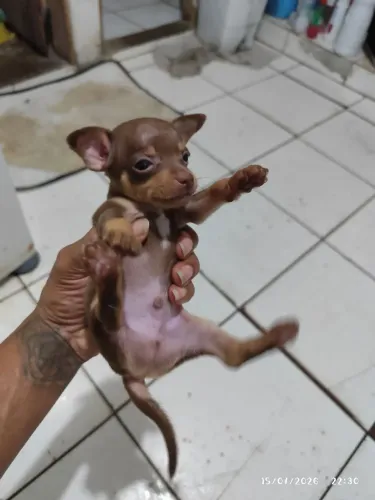 Filhote de pinscher 0