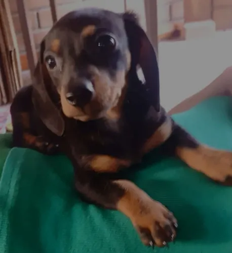 DACHSHUND MINI