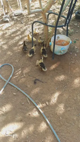 Patos 
