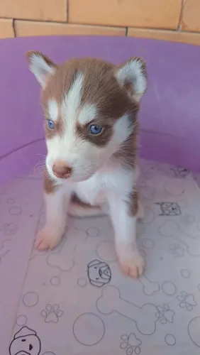 Husky Siberiano macho