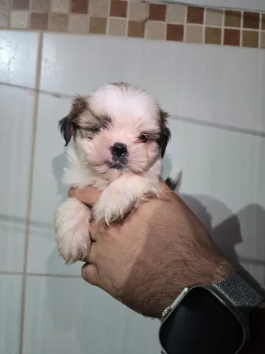 Shih-tzu Puro - Filhotes Prontos para Entrega