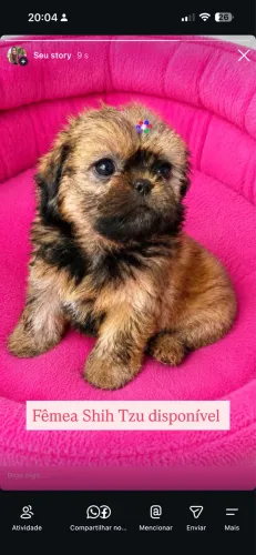 Fêmea shihtzu