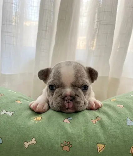 Bulldog Francês Exótico Macho 