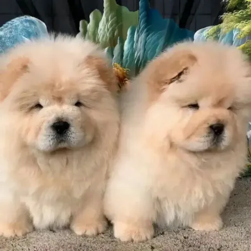 Chow Chow americano temos