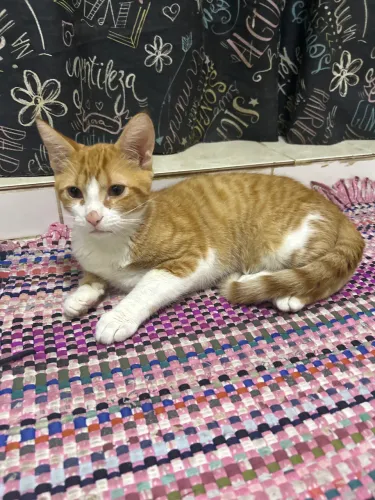DOAÇÃO DE GATO