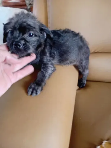 Pug com Poodle toy filhote macho 3 meses.