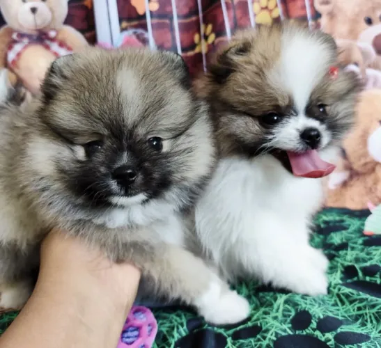 Filhote spitz alemão, Pequenos, fofos e cheios de amor para compartilhar!