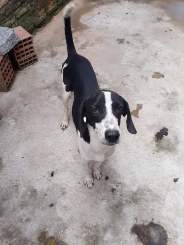Vendo cachorros de raça