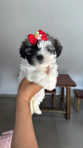 Shitzu fêmeas mini aceito cartão