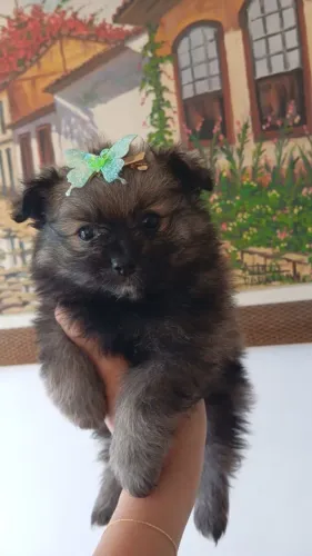 Lulu da palmeirao