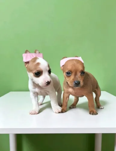 Pinscher mini