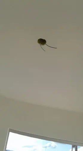 Serviço de alvenaria e acabamentos e elétrica 
