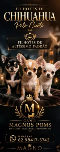 ChihuahuaFfilhotes e Montas