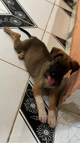 Cachorro