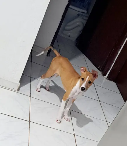 Doação de cachorro filhote