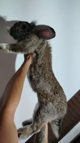 Gigante de fraldres Coloração Difícil de achar!!!