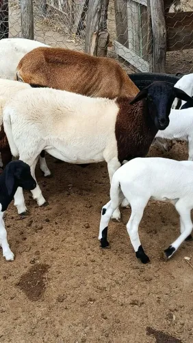 Borregas e borregos pra vender