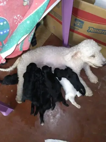 Filhote de poodle com pinscher macho